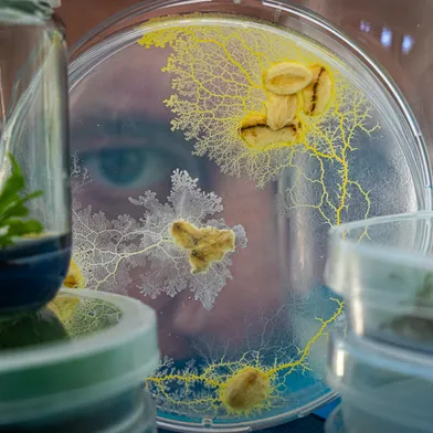 Ein Mensch blickt durch eine Petrischale mit gelbem Schleimpilz (Physarum polycephalum), der sich netzartig ausbreitet. Daneben stehen weitere Behälter mit Pflanzen und Kulturen.