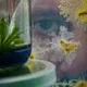 Nahaufnahme einer Petrischale mit Schleimpilz auf Haferflocken. Dahinter ist das Auge einer Person zu sehen, die das Wachstum beobachtet. Glasbehälter mit Pflanzen rahmen das Bild ein.
